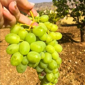 Meet your Posher, Diane